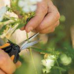 Kwiaty cięte z własnego ogrodu